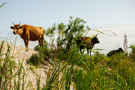 Herd of Cows on a Hill photo