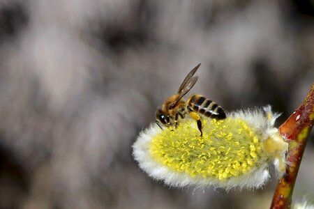 Animal arthropod beautiful flowers photo