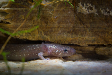 Barton Springs Salamander-3