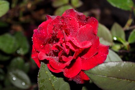 Beautiful beautiful flowers beautiful photo