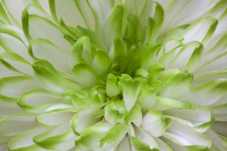Nature plant chrysanthemum photo