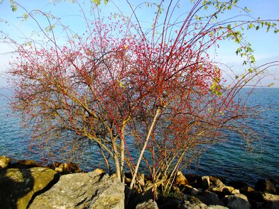 Red romanshorn lake