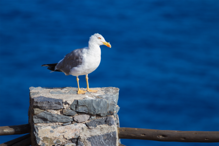 Yellow-legged gull birds nature