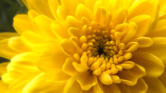 Macro Yellow Flower photo