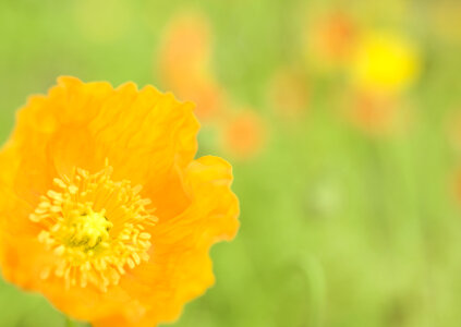 Wild Flower - Yellow wild poppy seed flower photo