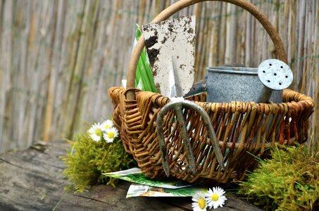 Basket beautiful photo daisy