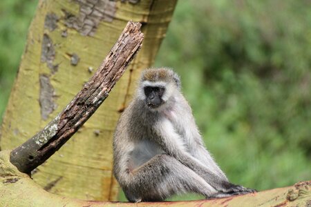 Nature fauna mammals