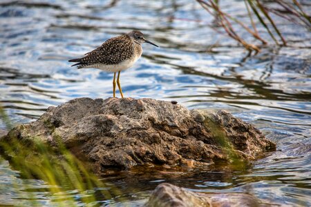 Lesser Yellowlegs - Tringa flavipes photo