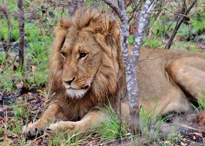 Male portrait animal world photo