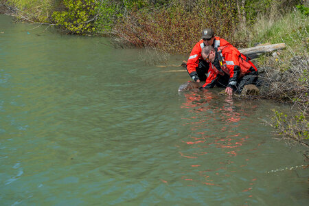 USFWS Fisheries workers releasing lake sturgeon-5