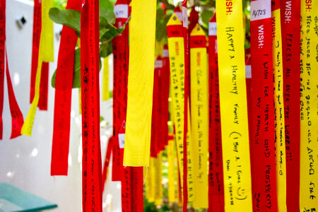 Wishes Written on Red and Yellow Paper Placed on a Tree photo