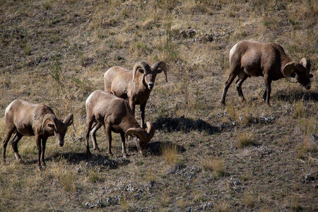 Bachelor group of rams walk a hillside-2