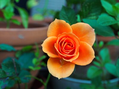 Flower orange rose wallpaper