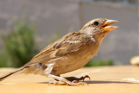 Bird spring april