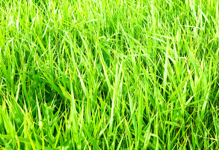 green grass photo