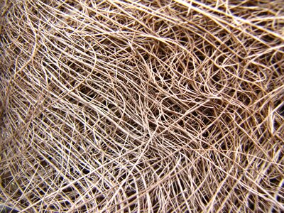 Palm nature straw