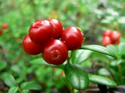 Fruit Vaccinium vitis-idaea 