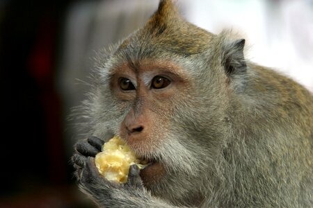 Macaque nature majomerdő photo