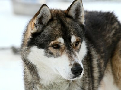Beautiful Siberian Husky dog in winter photo