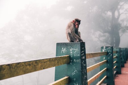 Snow Monkey In Japan photo