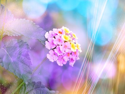 Bloom tender bokeh