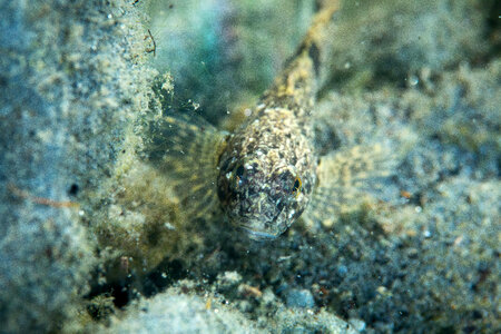 Slimy sculpin-3 photo