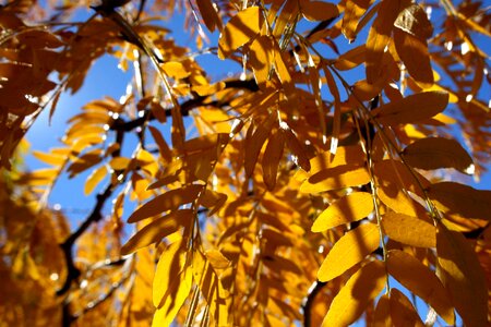 Autumn Season leaves texture photo
