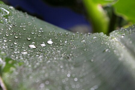 Plant drop of water macro