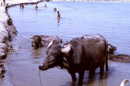Bangladesh bovine water