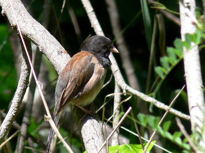 Bird dark Junco hyemalis