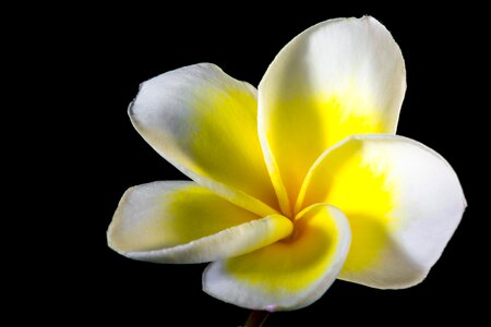 Blossom bloom white yellow