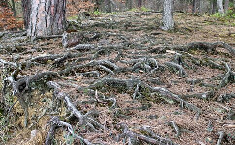 Overgrown gnarled root system photo