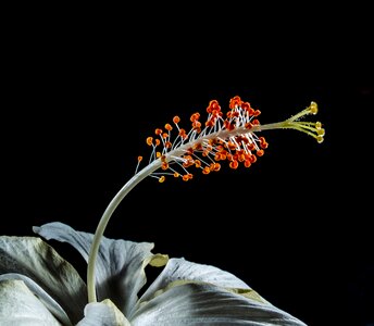 Flower white marshmallow photo