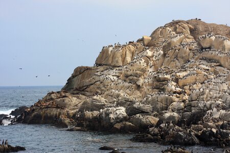 sea lions rookery and birds on the beach in Valparaiso