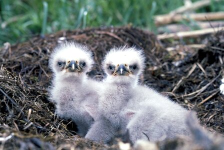 Birds predators wild