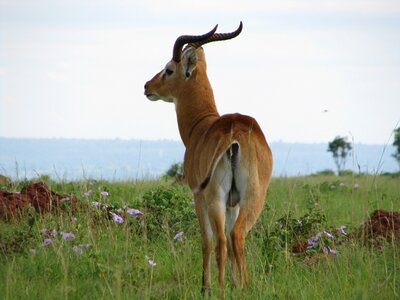 Wild wildlife horns photo