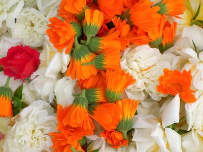 Orange calendula nature