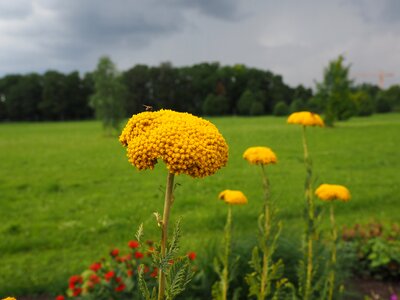 Blossom bloom fly photo