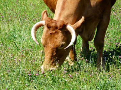 Creature cattle horns photo