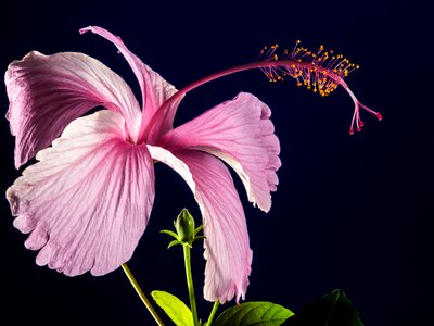 Flower pink marshmallow photo