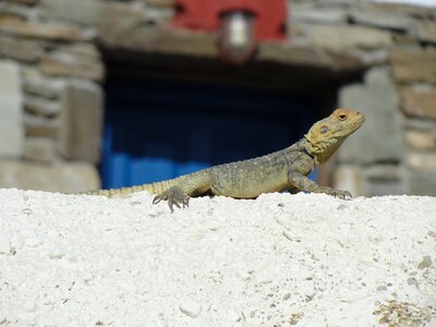 Lizard animal bearded dragon photo