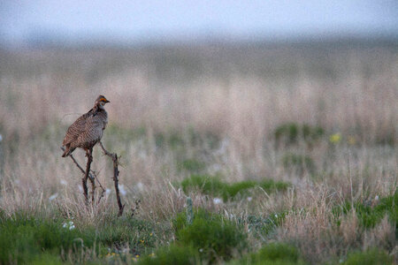 Lesser Prairie-Chicken-2