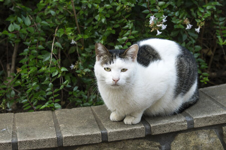 33 Cat