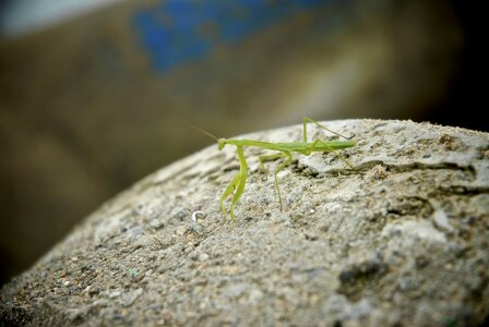 Mantis rock insects photo