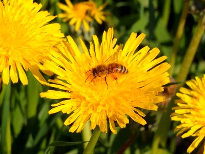 Agriculture beautiful flowers biology