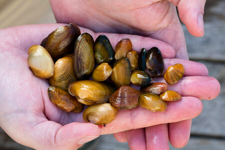 Federally endangered mussels-1