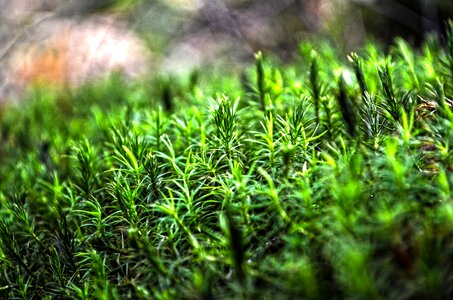 Forest moss green