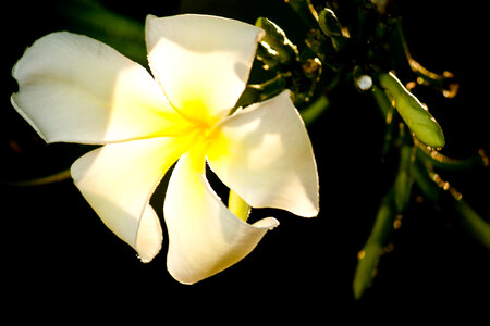 White Flowers Beautiful photo
