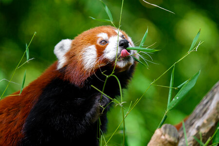 Red panda bear eating bamboo photo