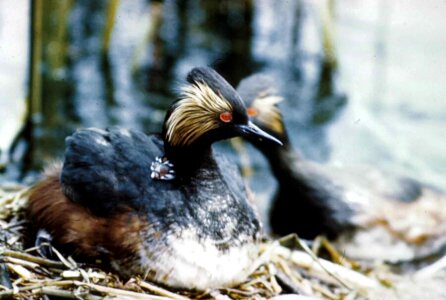 Bird nest Podiceps nigricollis photo